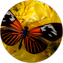 Mariza Marilha profile picture