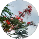 Yan Monteiro profile picture